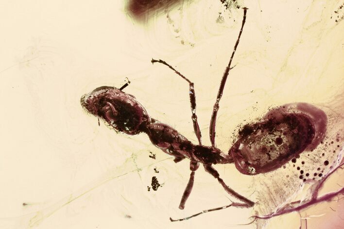 Detailed Fossil Ant (Formicidae) In Baltic Amber #335799